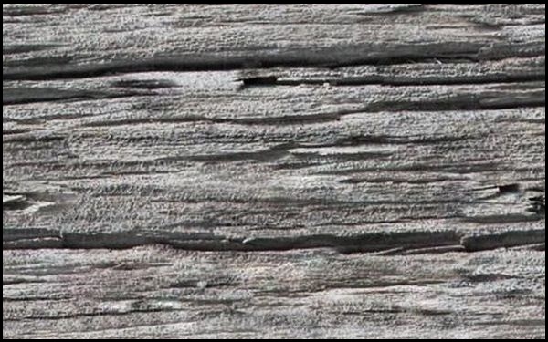 Free Seamless Wood Texture