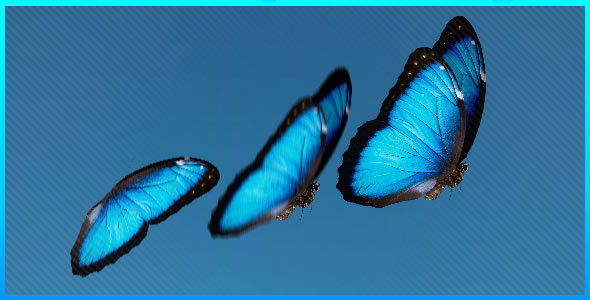 Realistic Butterfly with depth and blur effect