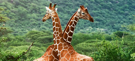 Love Giraffes