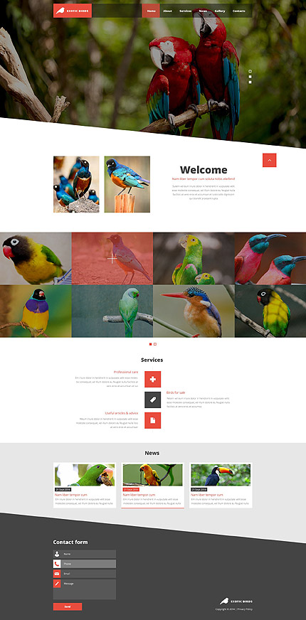 Template 52570 Exotic Birds Responsive Website Template with Slider Gallery Blog and Animations | Best Website Templates January 2015 | Entheosweb Template 52570 exotic birds responsive website template with slider gallery blog and animations