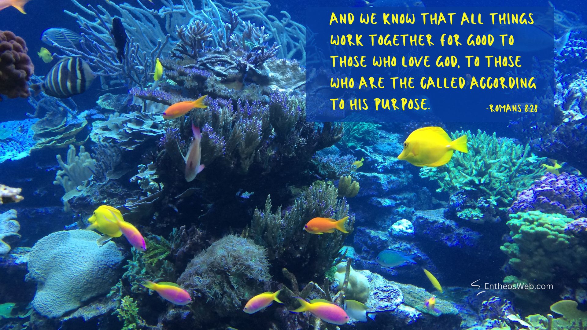 Fish christian desktop wallpaper designed by entheosweb | christian desktop wallpaper with encouraging bible verses | entheosweb Underwater coral reef with yellow and orange fish blue overlay displays romans 828 quote Fish christian desktop wallpaper designed by entheosweb