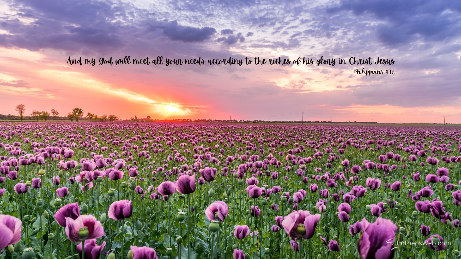 Flowers christian desktop wallpaper designed by entheosweb 3 | christian desktop wallpaper with encouraging bible verses | entheosweb Sunset over a vast field of purple flowers with a bible verse written across the sky philippians 419 Flowers christian desktop wallpaper designed by entheosweb 3