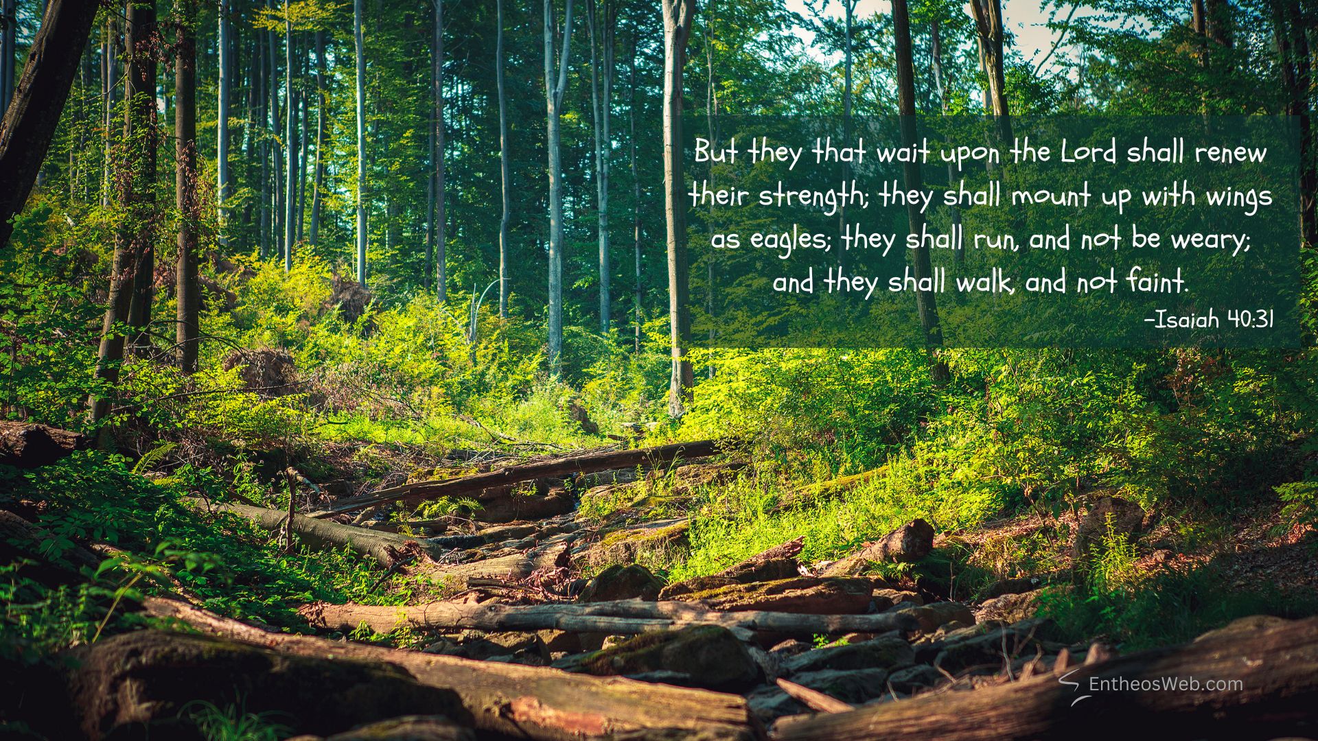 Forest christian desktop wallpaper designed by entheosweb | christian desktop wallpaper with encouraging bible verses | entheosweb Forest scene with a sunlit canopy and a dark overlay containing the isaiah 4031 verse but they that wait upon the lord shall renew their strength forest christian desktop wallpaper designed by entheosweb