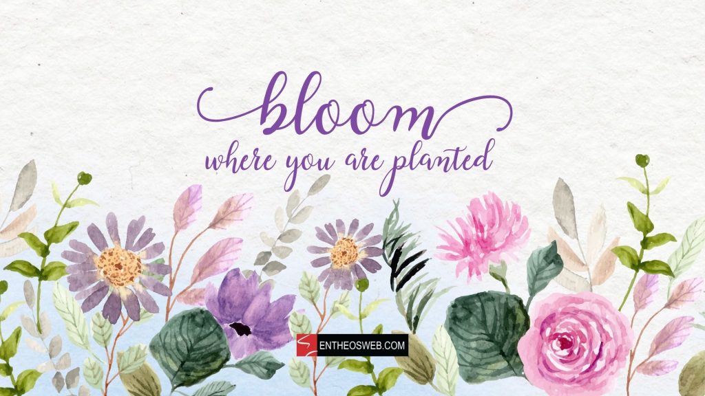 Bloom where you are planted desktop wallpaper