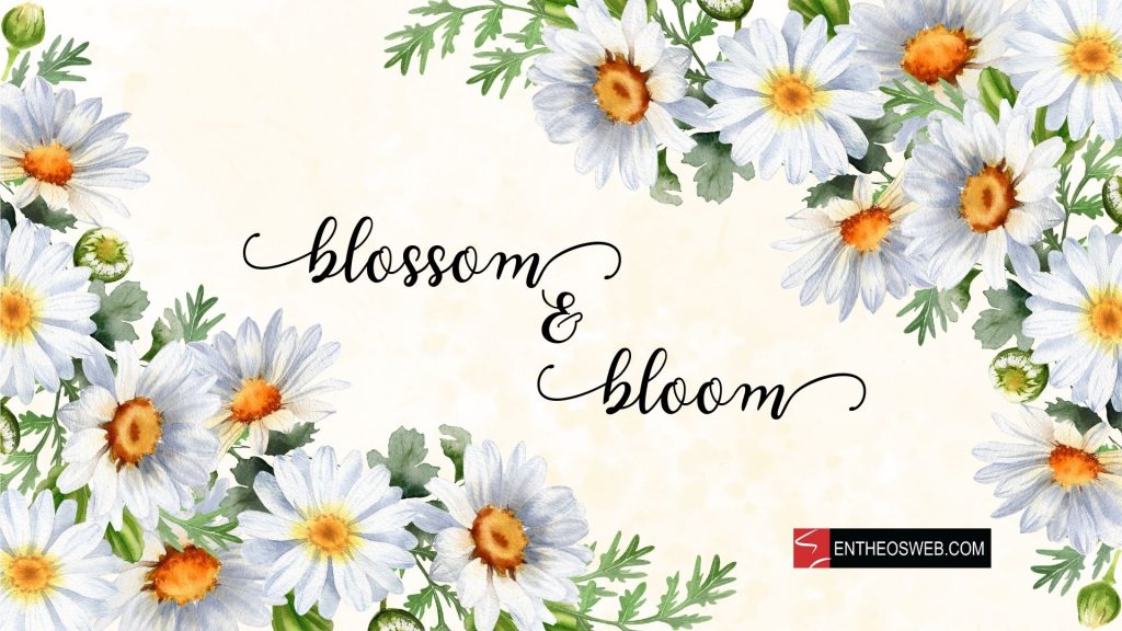 Blossom and bloom daisies watercolor  wallpaper background