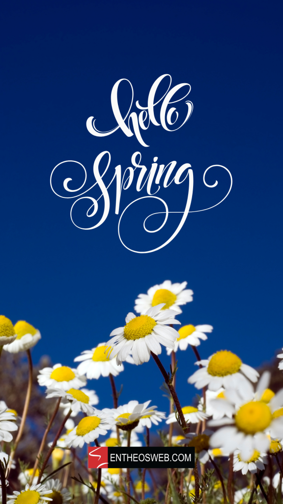 Daisies hello spring phone wallpaper by entheosweb