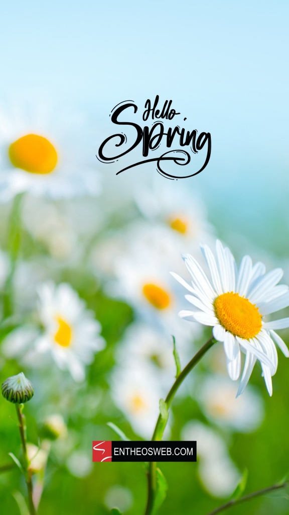 Hello spring daisies phone wallpaper by entheosweb