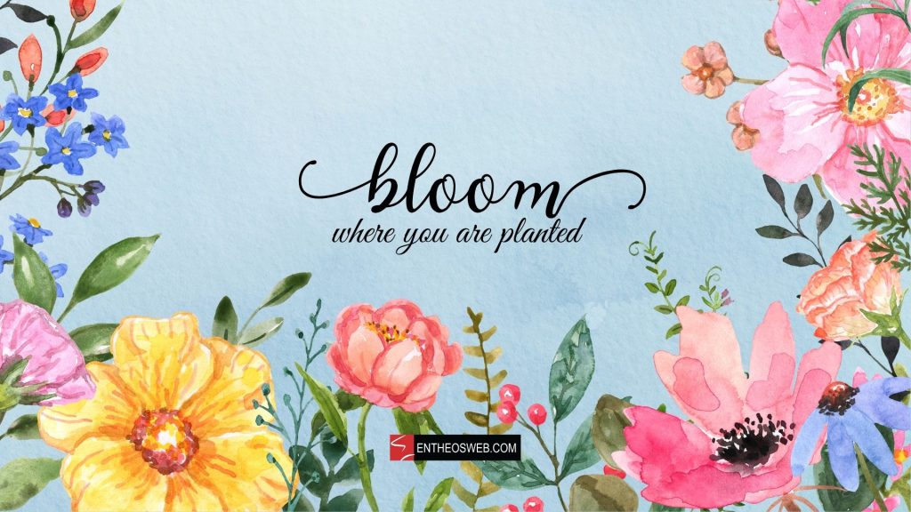 Bloom where you are planted