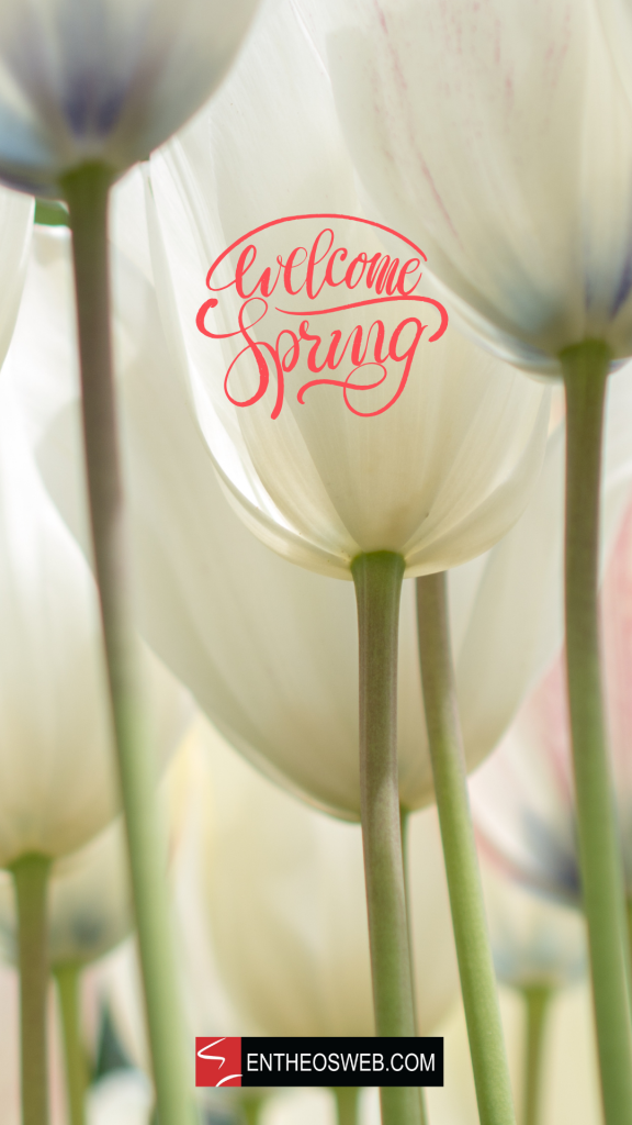 Tulips welcome spring phone wallpaper by entheosweb 2 1
