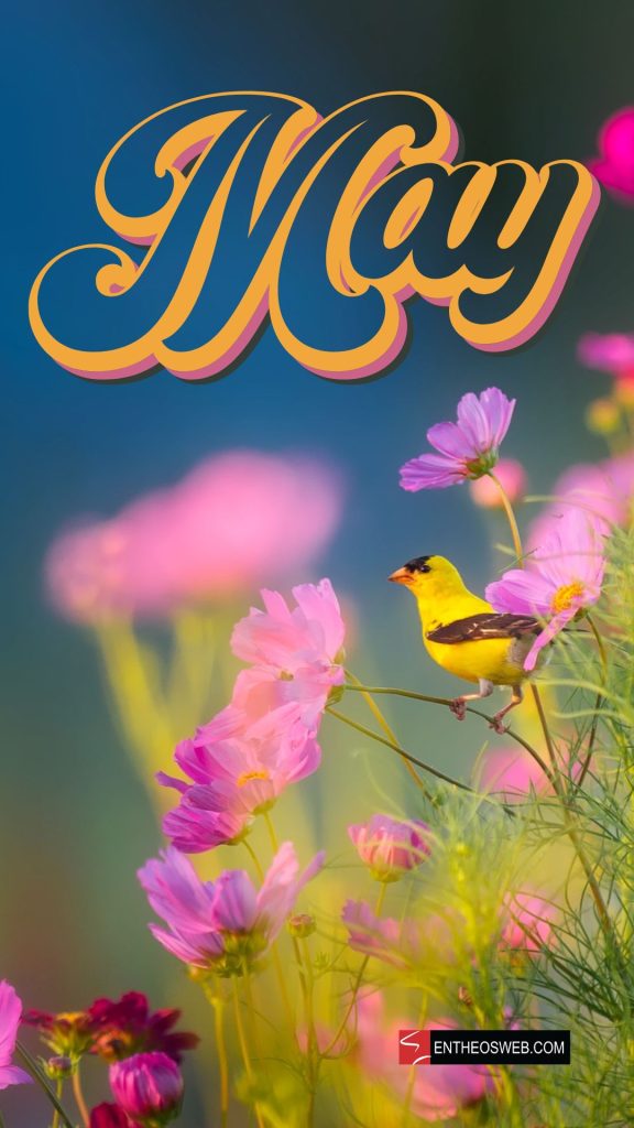 High Resolution May May Wallpapers | EntheosWeb