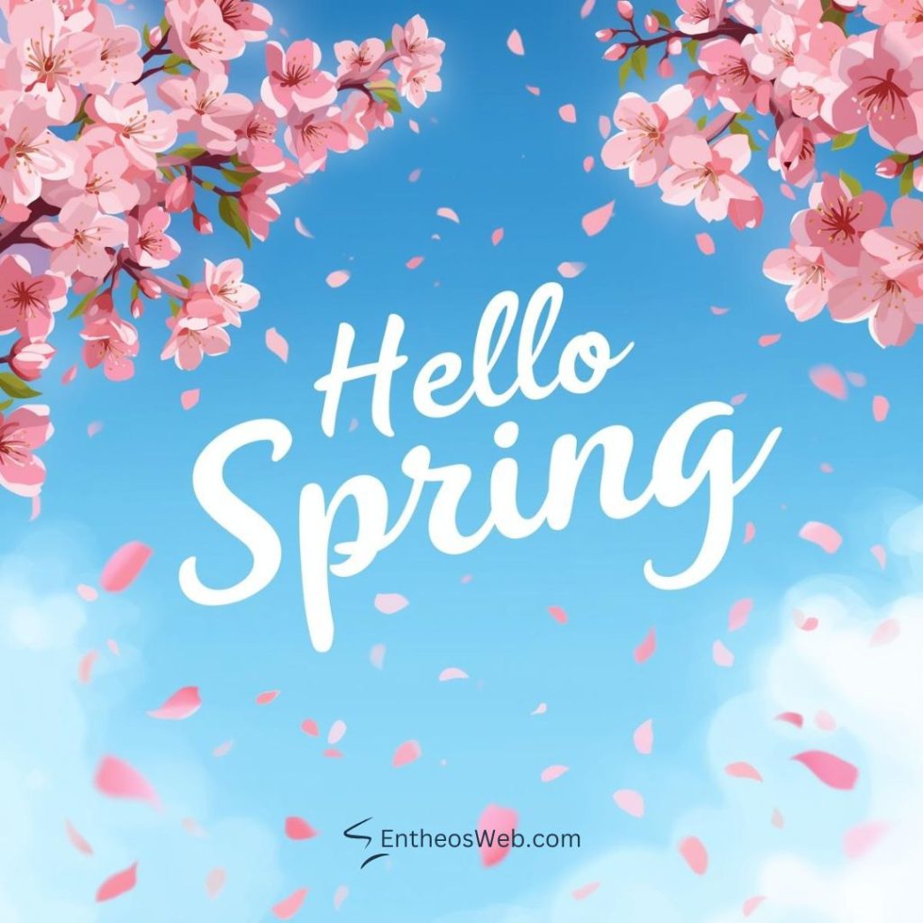 Hello spring cherry blossoms