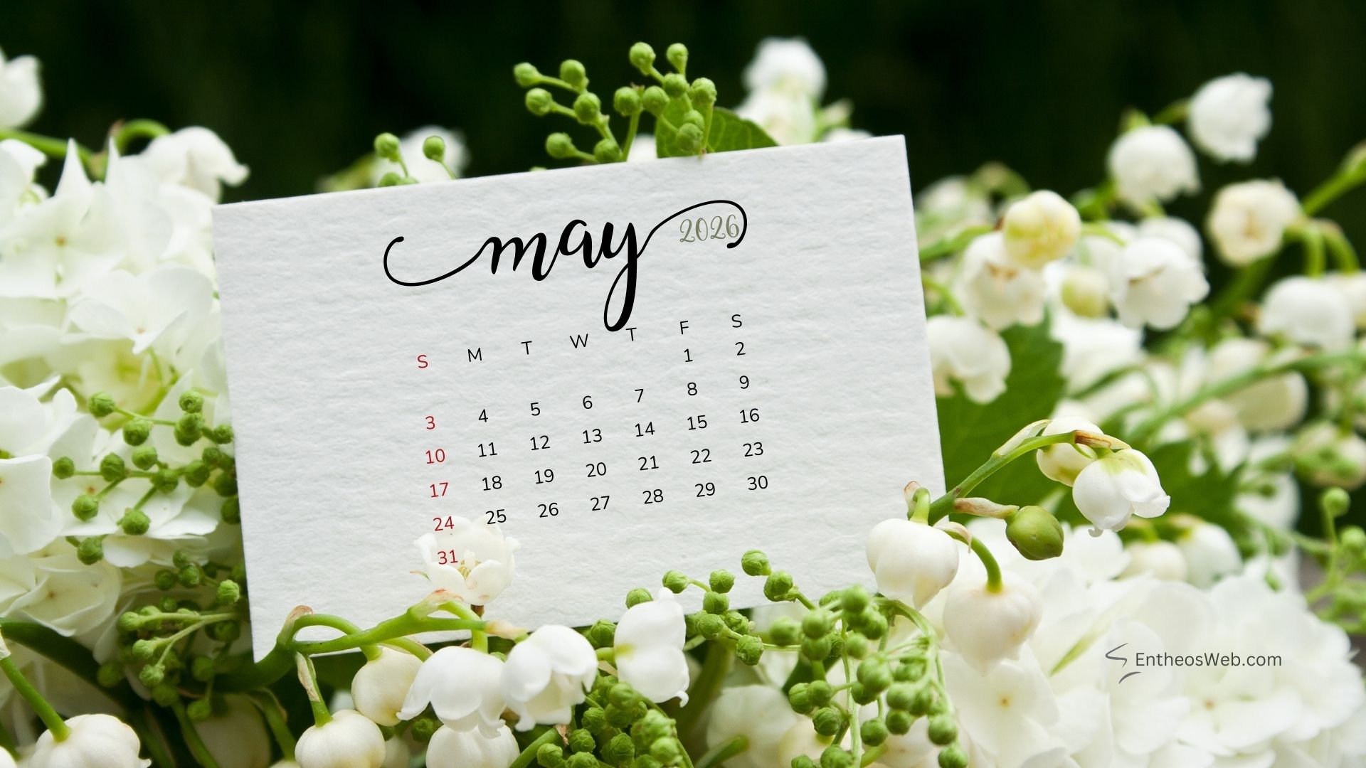 May 2026 Calendar Desktop Wallpaper White Flowers 2 | May 2026 Desktop Wallpaper Calendar | Entheosweb May 2026 desktop wallpaper calendar